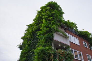 Lush green vines cover a modern building in an urban area during a cloudy day