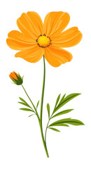 Fototapeta premium PNG An orange wildflower clip art illustration design asteraceae.