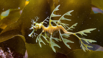 Graceful leafy seadragon floating among kelp forests in the ocean, a stunning underwater creature with vibrant colors blending seamlessly with its environment