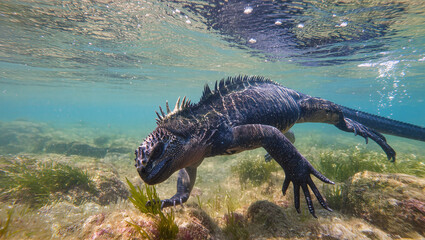 Underwater marvels featuring a marine iguana gracefully swimming through crystal clear waters in the Galapagos Islands exploring the diverse ecosystem