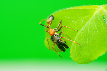 ant on leaf