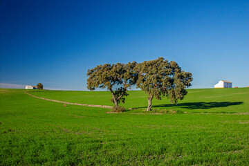 Fototapeta premium Resilient holm oaks in a vibrant cereal field near Montellano