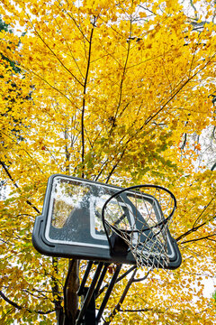 Basketball hoop framed by bright yellow maple leaves in Connecticut