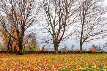 Vibrant fall landscape with bare maples in Connecticut, USA