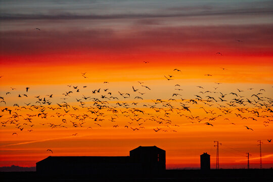 Vibrant dusk sky over Isla Mayor with silhouetted Cattle Egrets
