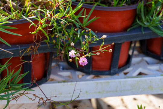 Close-up photo of a pink Psammophiliella muralis flower blooming in a pot in autumn.