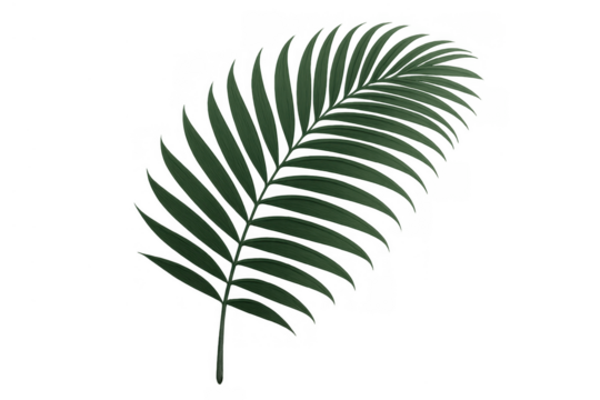Green tropical palm frond creating summer and nature concepts, transparent background included for design elements