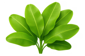 Banana plant leaves forming a tropical bush, fresh green foliage isolated with transparent background