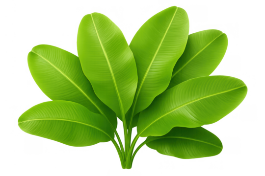 Banana plant leaves forming a tropical bush, fresh green foliage isolated with transparent background