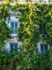 Lush greenery covering white building facade with blue shutters, natural insulation, vertical garden in urban environment.