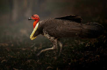 Wild Australian brush turkey running through the bush at Keith Boden Wetlands in Brisbane, Queensland.