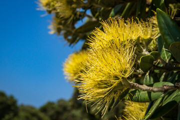 Rare yellow Pohutukawa tree, yellow flowering New Zealand Christmas tree 