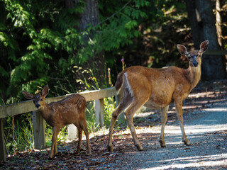 Black-tailed deer with fawn on a road, Salt Spring Island, Canada