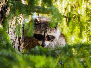 Raccoon peeking out between branches of a tree