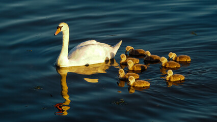 Mute swan with cygnets on the water, Salt Spring Island, Canada