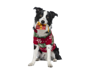 Adorable Border Collie dog in a festive Christmas sweater holding a tiny gift box. Perfect for holiday greetings, pet-themed promotions, seasonal marketing, and joyful Christmas designs. Cute anima