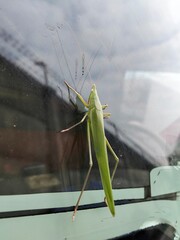 praying mantis on the ground