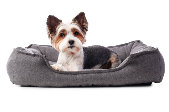 Cute Biewer Terrier dog lying in pet bed on white background