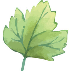 Fototapeta premium Light Green Parsley Leaf With Transparent Background and Watercolor Texture