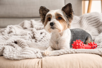 Cute Biewer Terrier dog with toy lying in pet bed at home, closeup