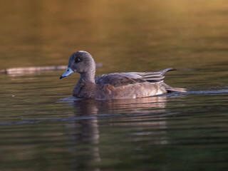 Female Scaup Duck Swimming at Sunset
