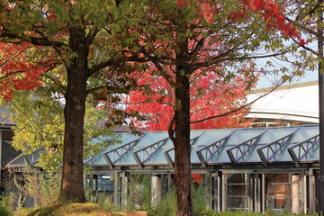 紅葉のある風景