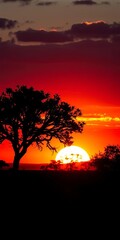 Obraz premium Silhouette of acacia trees against a fiery African sunset over the savanna, africa, nature