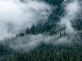 Misty Forest Valley Shrouded in Fog Over Coniferous Trees in British Columbia Mountains