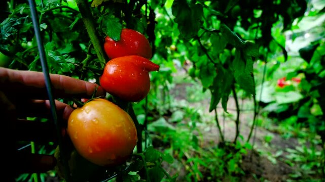 Close up of while checking maturing plum or Roma tomatoes and moving camera away revealing more bunches or clusters of fruits in different state of maturity