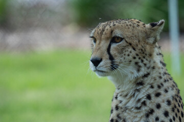 portrait of cheetah