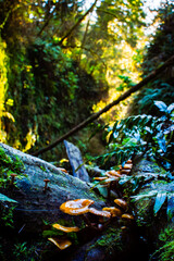 Luminous Forest Floor with Mushrooms and Moss in Fern Canyon, CA