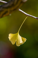 Ginkgo leaves