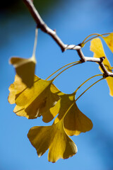 Ginkgo leaves