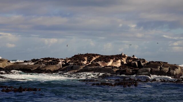 A group of sea lions rests on rocky cliffs in Cape Town, surrounded by crashing waves, basking in the sun as they lounge together, showcasing the dynamic interaction of marine wildlife and ocean