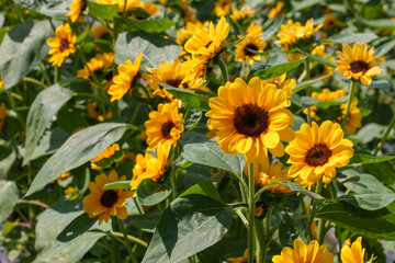 Close-up photo of a yellow sunflower blooming in summer