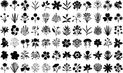Botanical Floral Herb Plant Silhouette Vector Set .