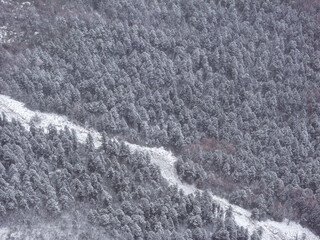 Textured Frosted Forest in Bipenggou