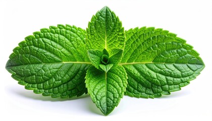 Fresh green mint leaves, perfect for flavoring or garnish