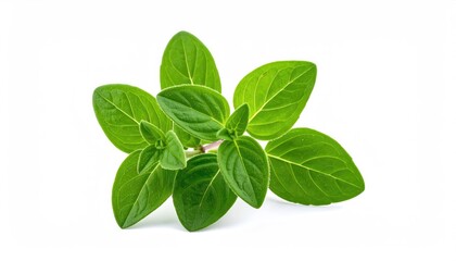Obraz premium Fresh oregano herb with vibrant green leaves