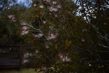 cute plant in the park