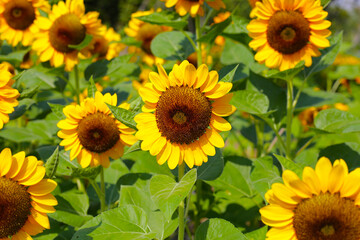 Obraz premium Blooming sunflower fields. Beautiful yellow flower