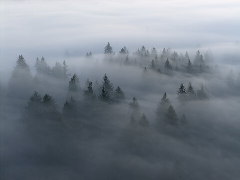 Morning fog drifts through a scenic, forested Pacific Northwest landscape near Portland, Oregon. Fog and mist forms when moist air cools to its dew point, causing water vapor to condense.