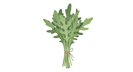 Obraz premium Fresh Arugula Bunch with Twine on Black Background for Culinary and Health Concepts