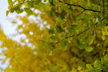 散歩の途中で見つけた秋の風景