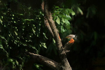 a sooty headed bulbul perched on a tree branch