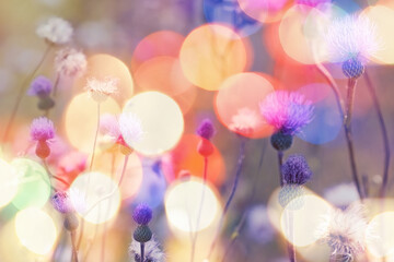 Flowering purple flowers of thistle in meadow, beautiful landscape with colorful bokeh background - vintage filter