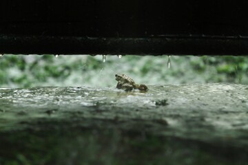 a common frog is seen taking shelter from the rain