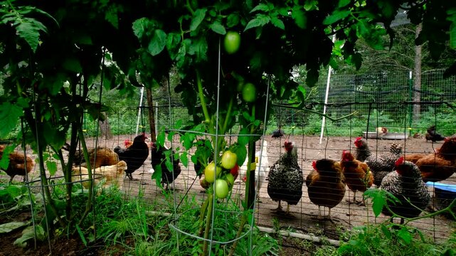 Close up of plum ripe and green tomatoes growing adjacent to cage free chickens enclosure and moving camera away reveling more plants