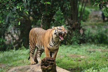 A Sumatran tiger is seen standing on a fallen tree while roaring.