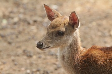 close up of a cute little deer